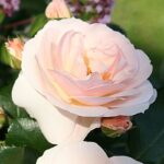 Rosa 'Sirius'®-Tantau - Image 2