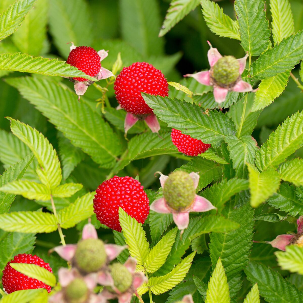 Rubus illecebrosus - Image 1