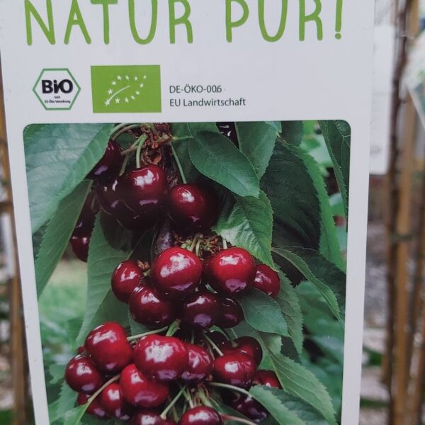 Třešeň sloupovitá 'Aroma-Spur®' , C7,5L-BIO!-tmavá chrupka