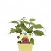 Rubus idaeus ´Little Sweet Sister®-terasový ! - P12