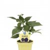 Rubus fruticosus ´Little Black Prince®´-zakrslá ostružina - P12