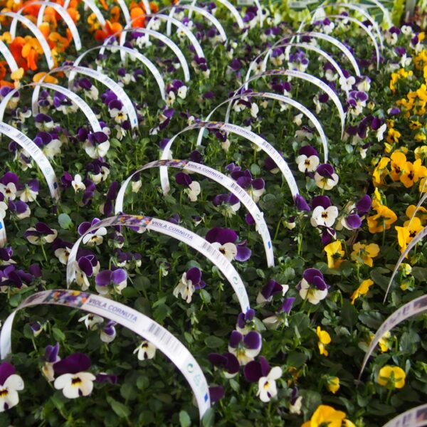 Viola cornuta, 10pack