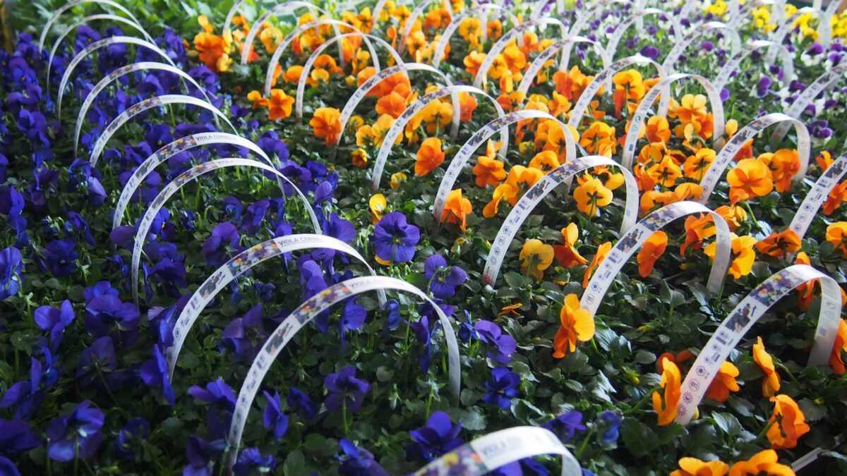 Viola cornuta, 10pack - Image 3