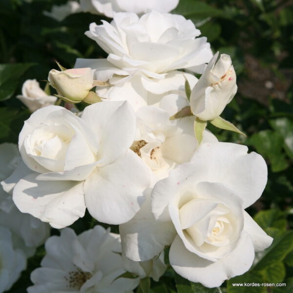 ROSA KORDES 2L, Schneewittchen® - Schneewittchen3