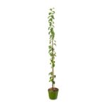 Slivoň sloupovitá 'Aroma Spur'®-pozdní - Image 3