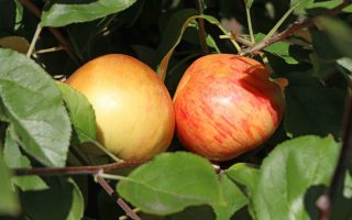 Jabloň ´Dülmener Rosenapfel´-růžokvětá, BIO ! - herbstapfel duelmener rosenapfel m002564 h 0