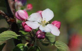 Jabloň ´Dülmener Rosenapfel´-růžokvětá, BIO ! - herbstapfel duelmener rosenapfel m002564 w 5