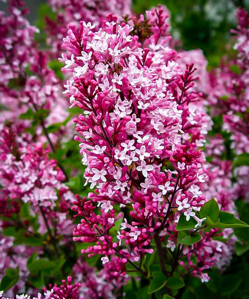 Syringa 'Tinkerbelle'®
