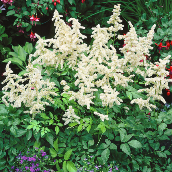Astilbe japonica 'Deutschland'