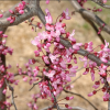 Cercis canadensis 'Ruby Falls' - Kontejner 20 l, v. 175-200 cm