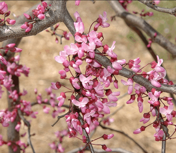 Cercis canadensis 'Ruby Falls'