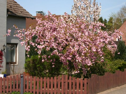 Prunus serrulata 'Kiku-shidare' - Kiku shidare 1