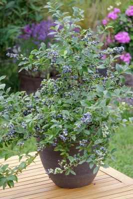 Vaccinium corymbosum 'Little Blue Wonder'®-terasová