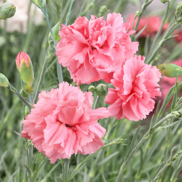 Dianthus caryophyllus 'Dinetta Soft Pink'