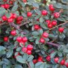 Cotoneaster dammeri 'Coral Beauty' - Keř - kontejner, pr. 9 cm