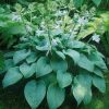 Hosta mix druhů - Kontejner, pr. 12 cm