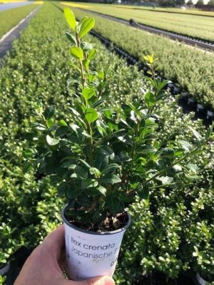 Ilex crenata 'Green Hedge'- pro živé ploty, 1-2,5M - Ilex crenata Green Hedge