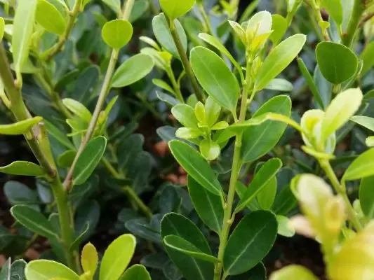 Ilex crenata 'Green Hedge'- pro živé ploty, 1-2,5M - Ilex Green Hedge Blatt