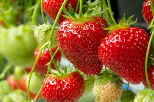 Převislý stáleplodící jahodník P10 - erdbeeren pflege