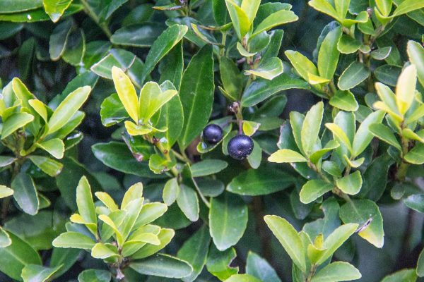 Ilex crenata 'Green Hedge'- pro živé ploty, 1-2,5M - ilex crenata green hedge bes
