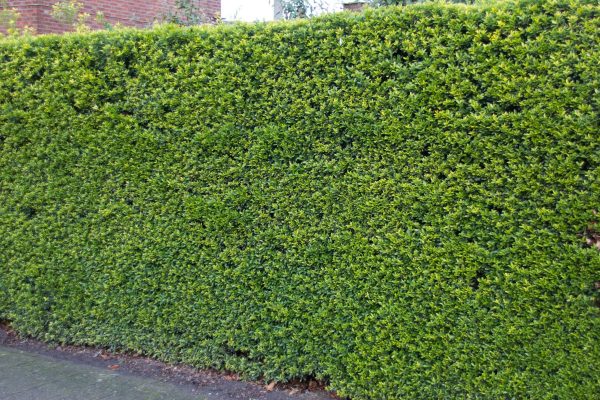 Ilex crenata 'Green Hedge'- pro živé ploty, 1-2,5M -