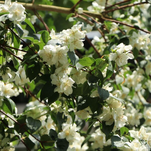 Philadelphus 'Dame Blanche'