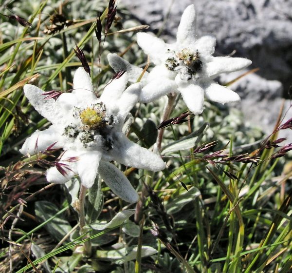 Leontopodium alpinum | Protěž alpská - protěž alpská