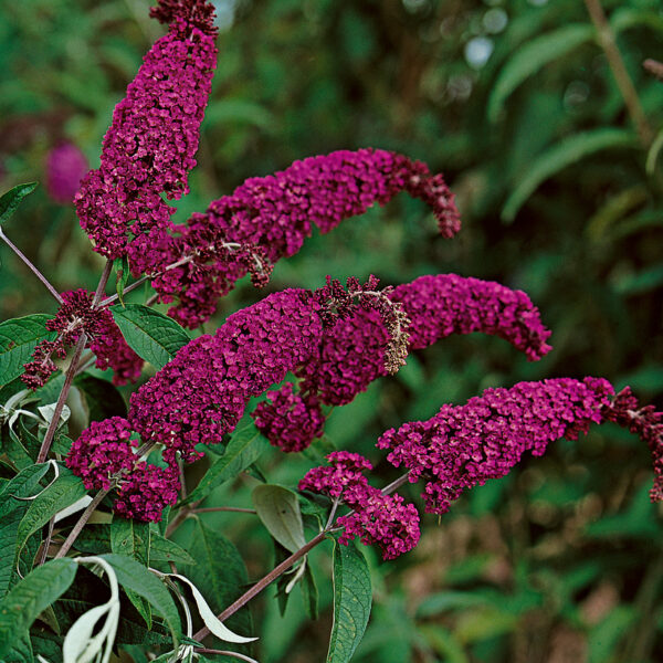 Buddleja davidii 'Royal Red'