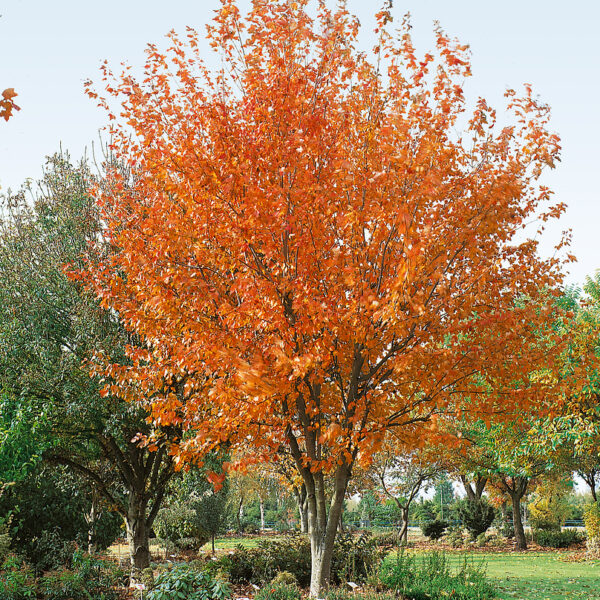 Acer rubrum 'Red Sunset'