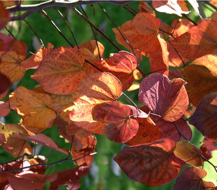 Cercis canadensis 'Forest Pansy' - Forest Pansy