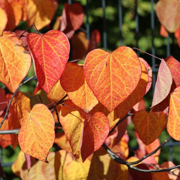 Cercis canadensis 'Forest Pansy'