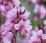 Gaura lindheimeri 'Butterfly Dark Pink' - Image 2
