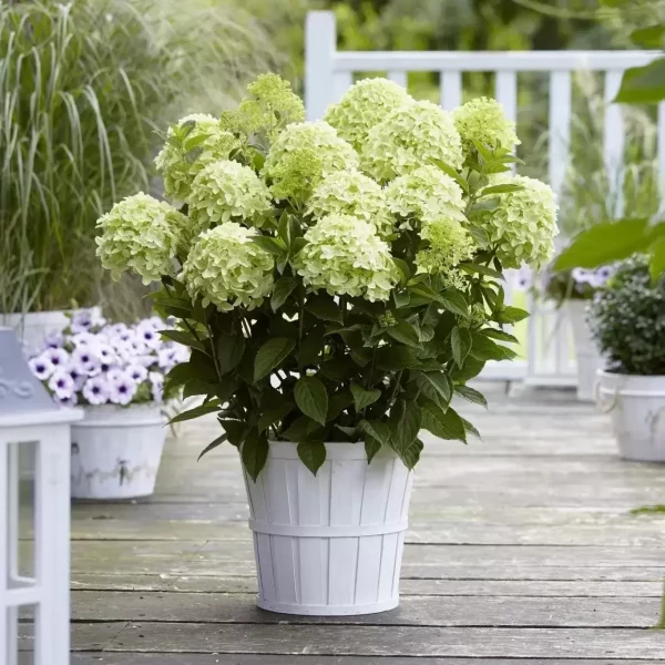Hydrangea paniculata 'Whitelight'® - Hortenzie Whitelight