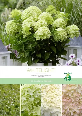 Hydrangea paniculata 'Whitelight'® - Hortenzie Whitelight 1