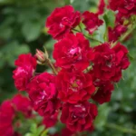 Rosa 'Rambling Rosie'® - Image 4