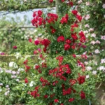 Rosa 'Rambling Rosie'® - Image 3