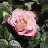 Rosa 'Blue Girl'® Parfum de Nature® - C7,5L-KM70 CM