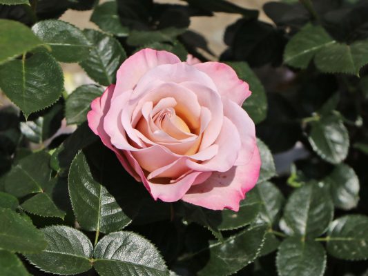 Rosa 'Blue Girl'® Parfum de Nature®