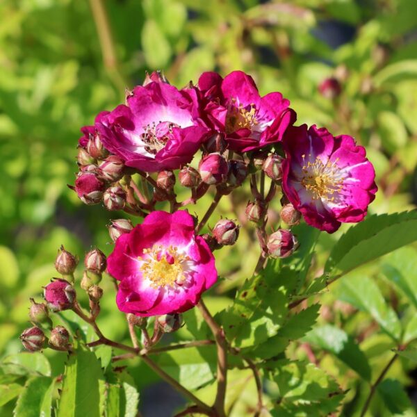 Rosa 'Perennial Blue'
