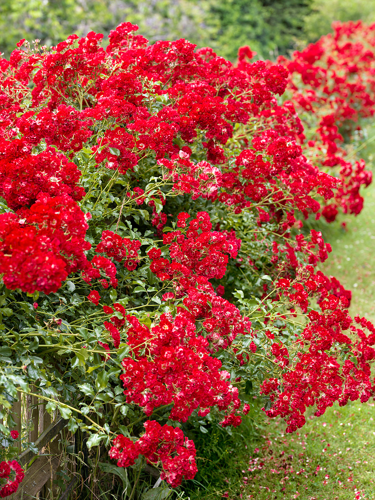 Pnoucí růže 'Rambling Rosie'® - Zahradní centrum