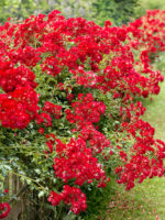 Rosa 'Rambling Rosie'®