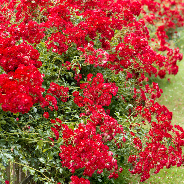 Rosa 'Rambling Rosie'®