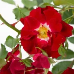 Rosa 'Rambling Rosie'® - Image 2
