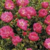 Rosa Towne & Country - Soft Cover® - C3L