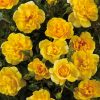 Rosa Towne & Country - Excellent Cover® - C3L