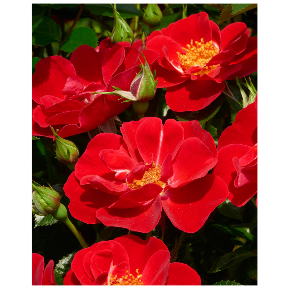 Rosa Towne & Country - Lucky Cover®
