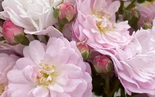 Rosa ´Anna´s Pink Rambler´ P23/C5L - anna pink rambler 8720187969083 bloem
