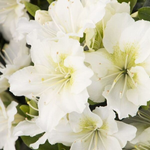 Azalea japonica 'Maischnee'