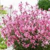 Gaura lindheimeri 'Butterfly Dark Pink' - C2L