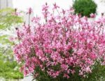 Gaura lindheimeri 'Butterfly Dark Pink'